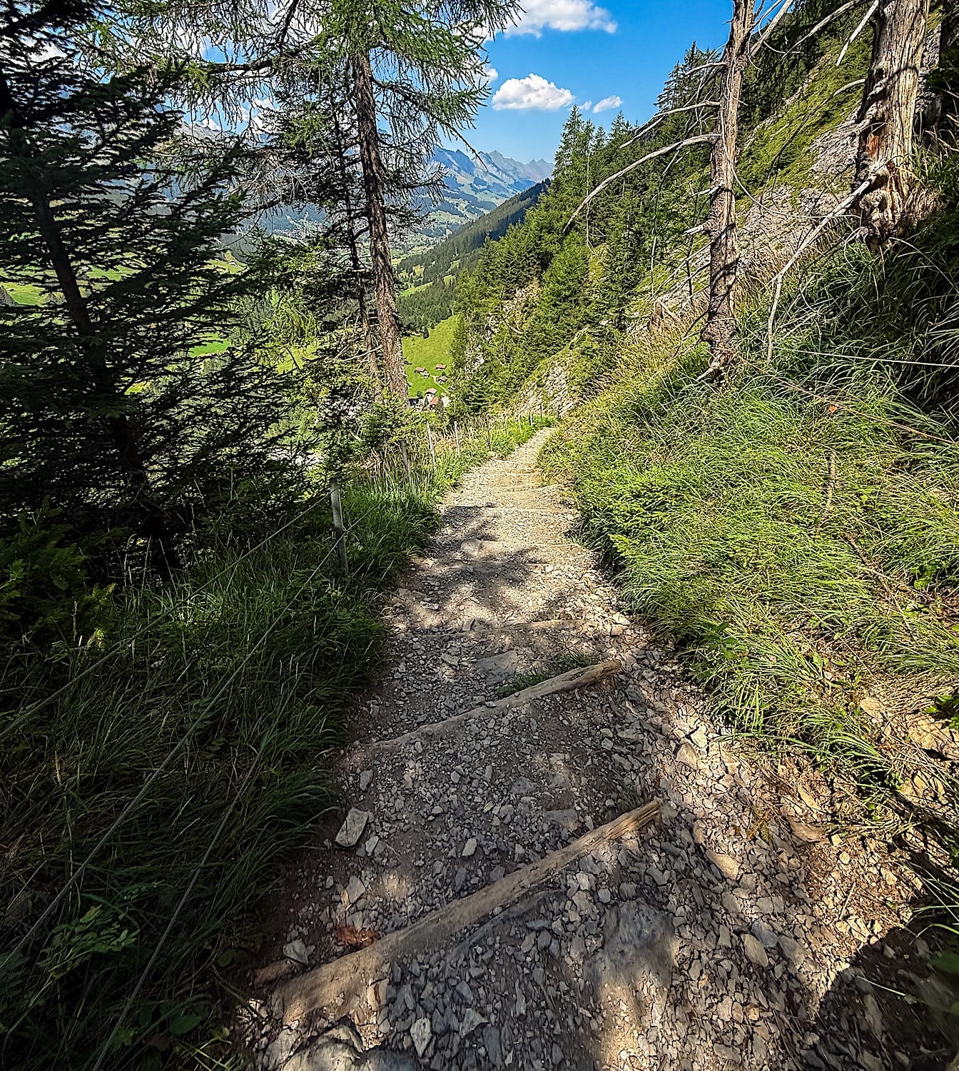 Steep staircase-like trail descending through the forest toward the valley