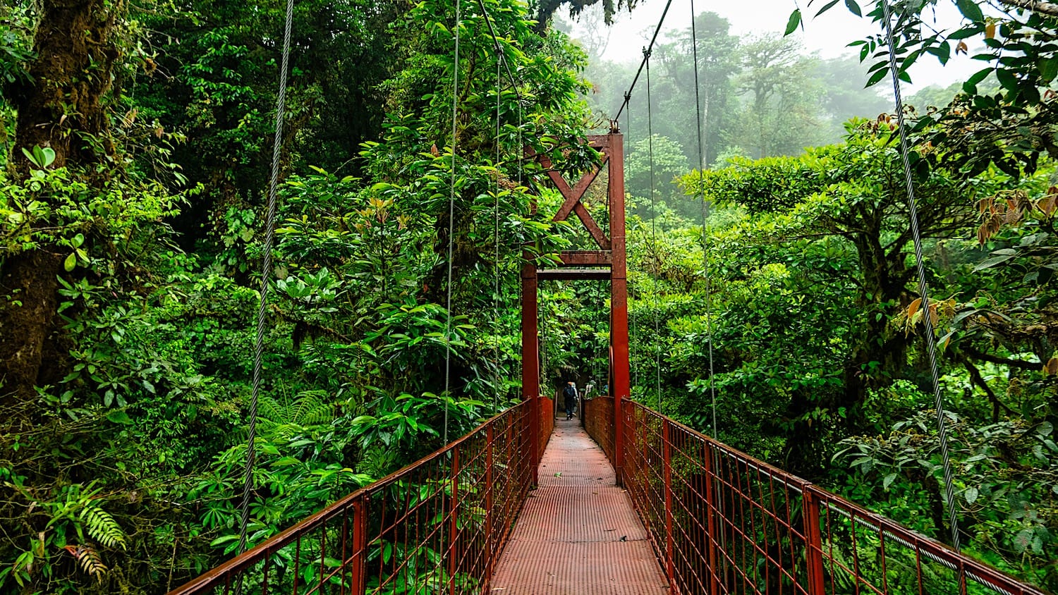 Red hanging bridge crossing the green cloud forest at Monteverde Cloud Forest Reserve