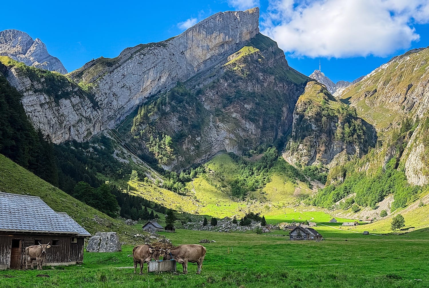 Brown cows drinking from a trough in the Seealpsee valley, steep limestone cliffs and a Säntis summit antenna behind