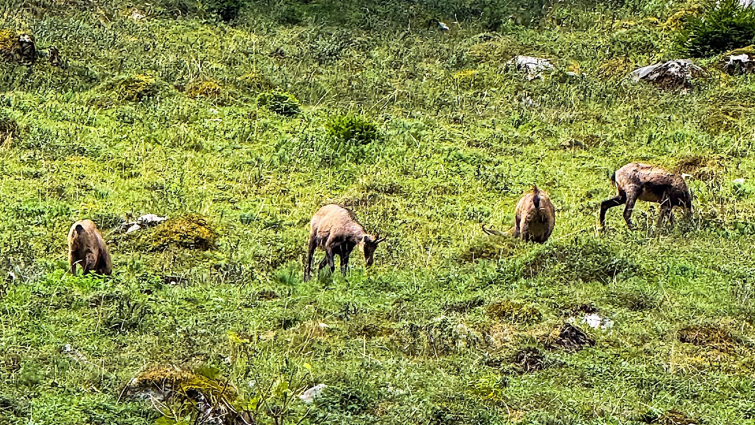 Four chamois grazing on a steep grassy mountain slope