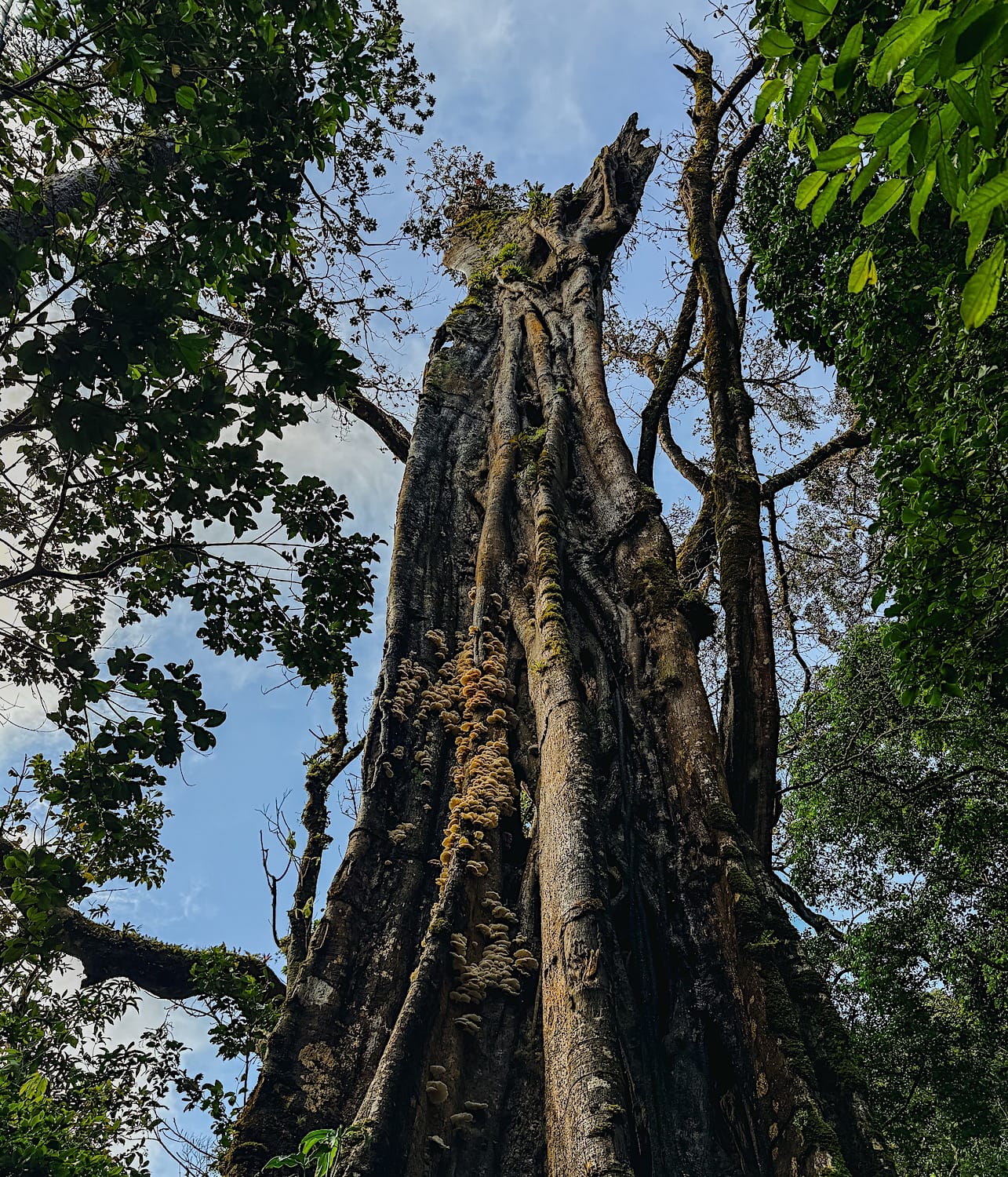 Huge tree trunk covered in moss and fungi seen from below at Curi-Cancha Reserve
