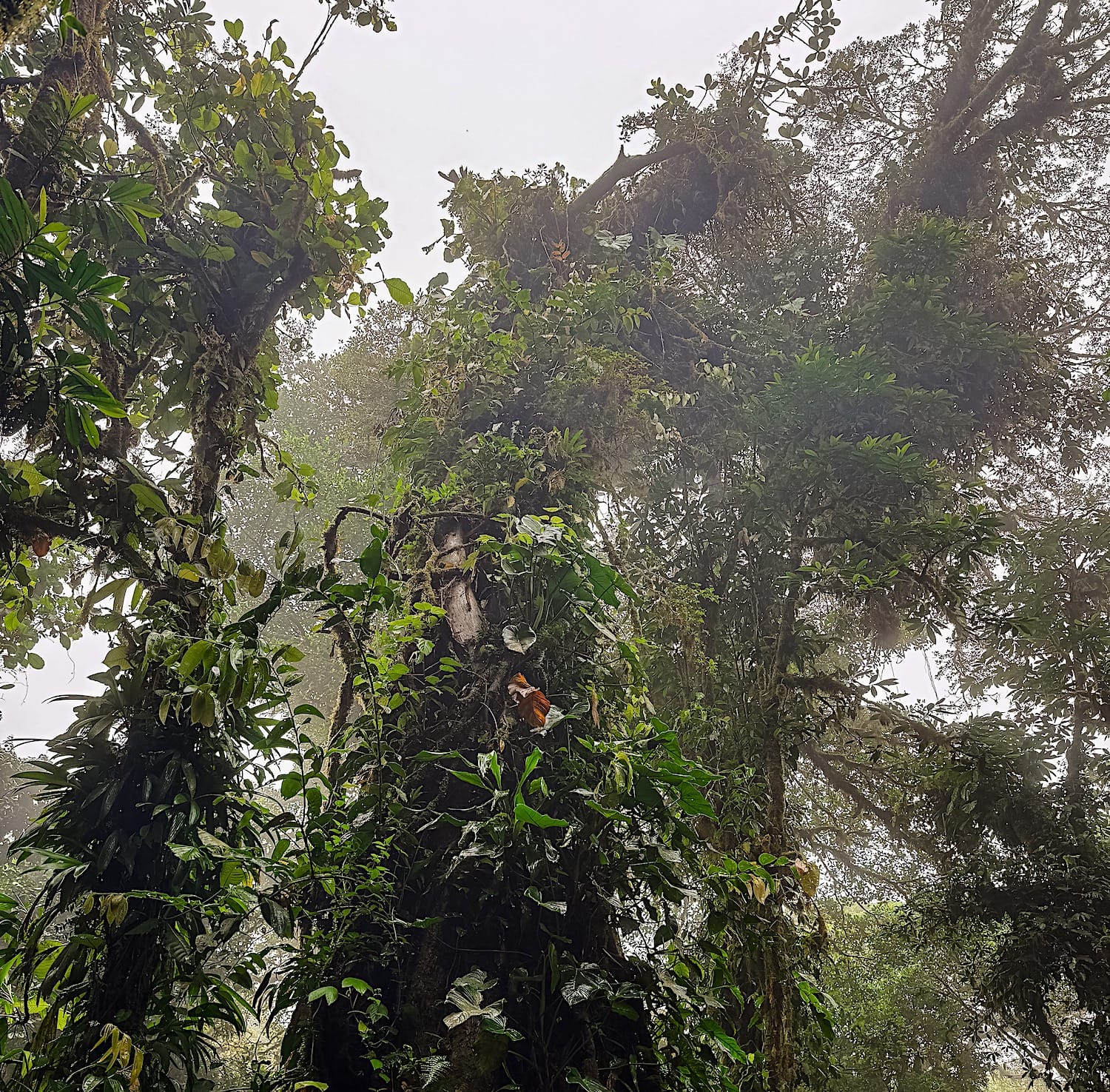 Mossy trees covered in ferns and epiphytes in the mist at Monteverde Cloud Forest Reserve