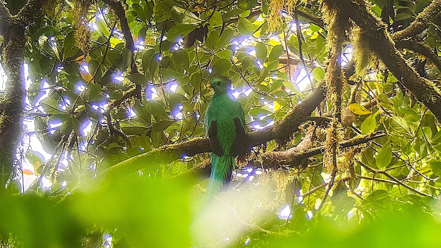 Resplendent quetzal perched on a mossy branch in the Monteverde cloud forest