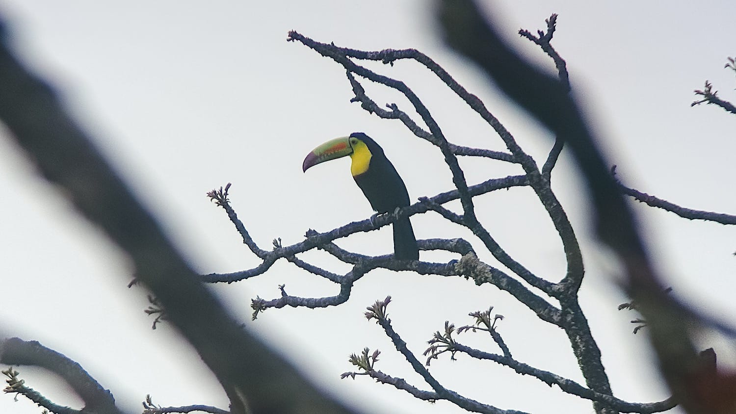 Keel-billed toucan perched on a bare branch during a birdwatching tour at Curi-Cancha Reserve