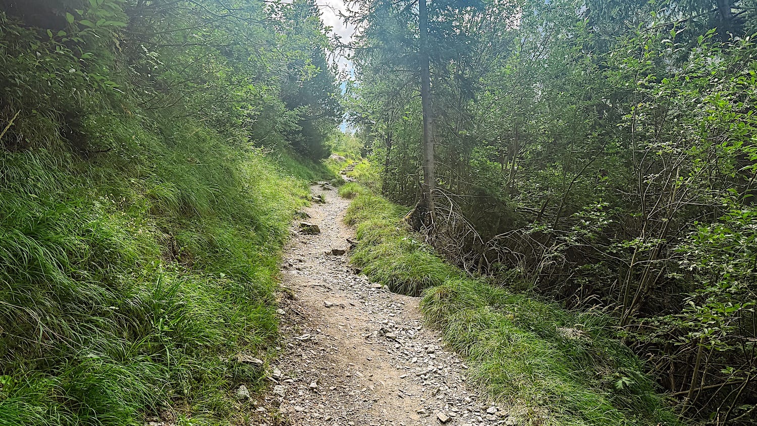 Gravel trail climbing through forest