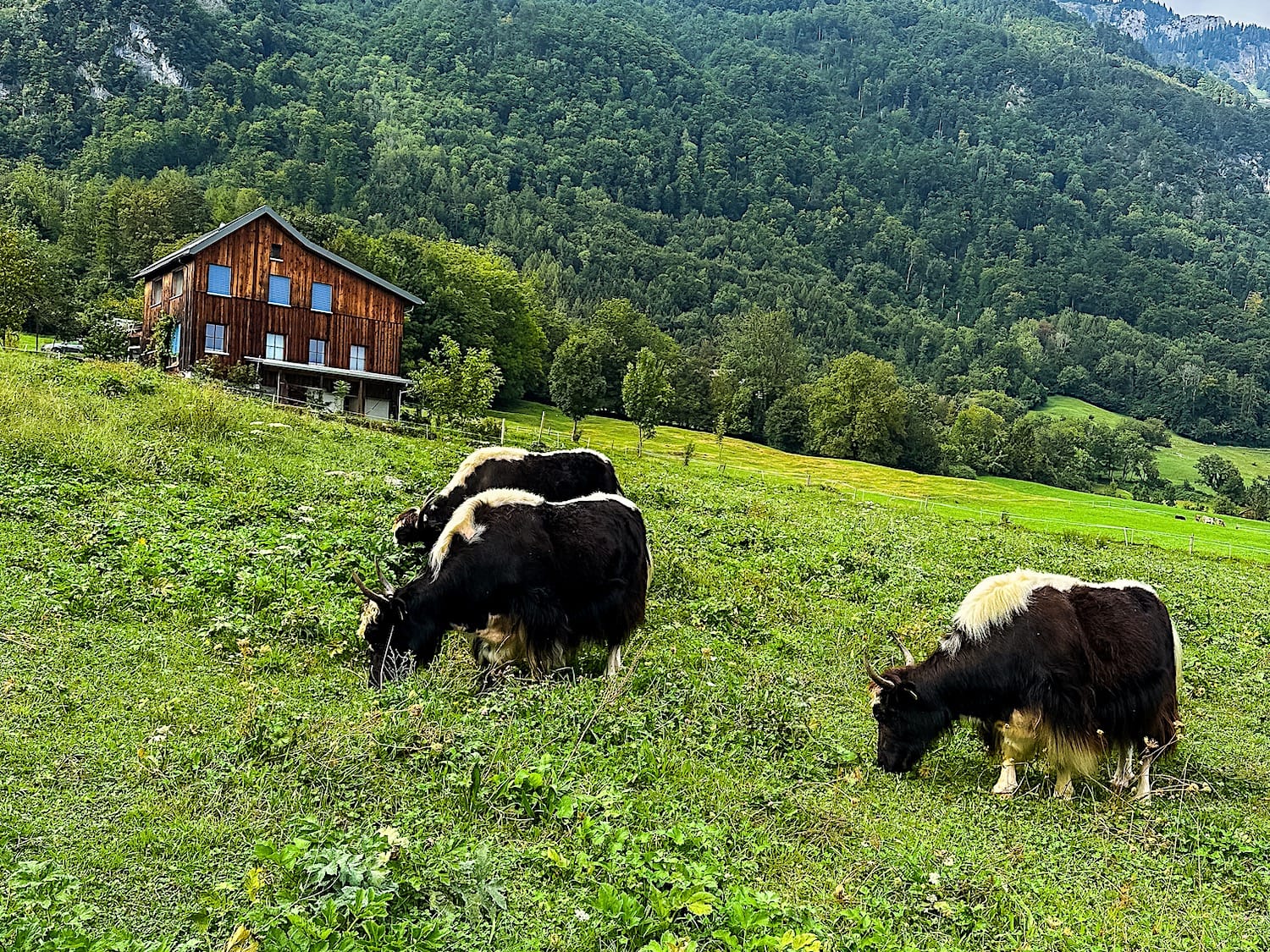 Cows grazing in a green valley below the Alpstein mountains